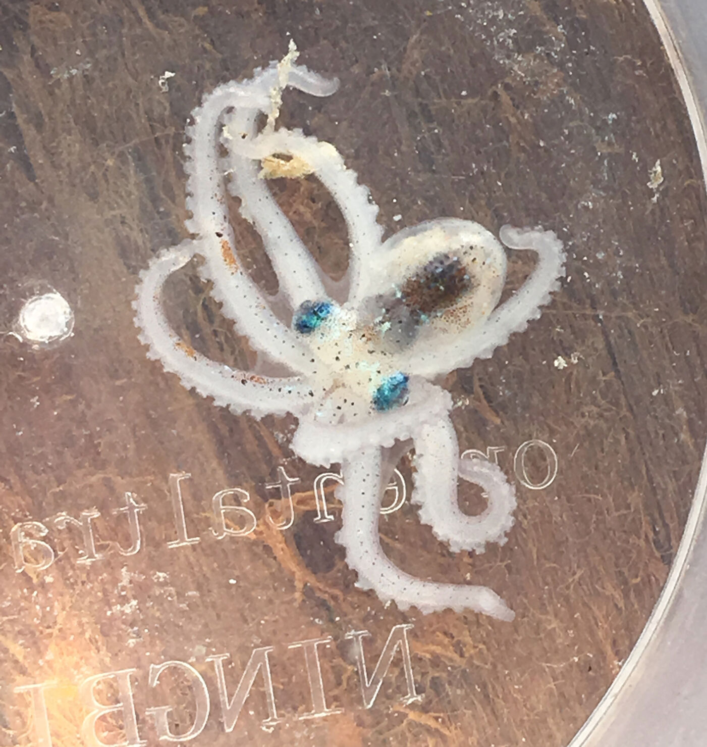 Sometime there are pleasant surprises too, like this Atlantic Pygmy Octopus found at North Dry Rocks.